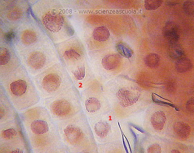 cellule in interfase e anafase
