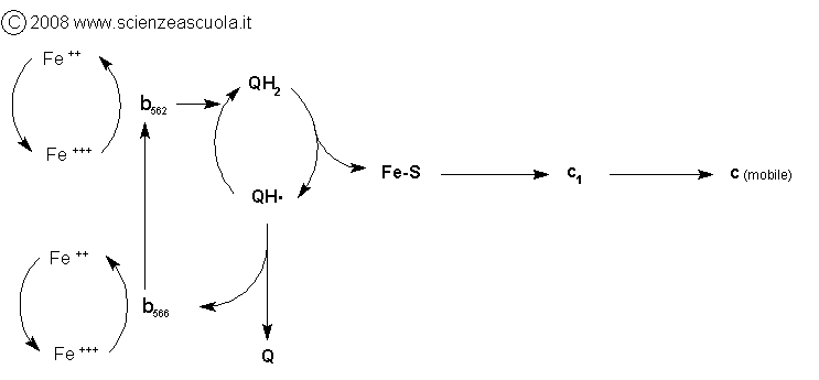 schema del passaggio degli elettroni da QH2 a Q mediante i gruppi eme della citocromo reduttasi 