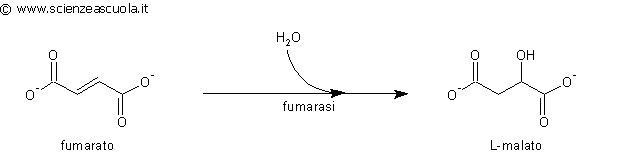 da fumarato a malato