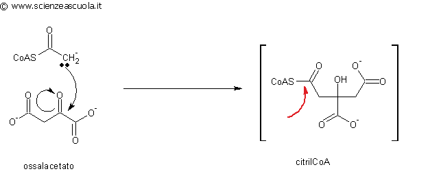 formazione dell'intermedio citrilCoA