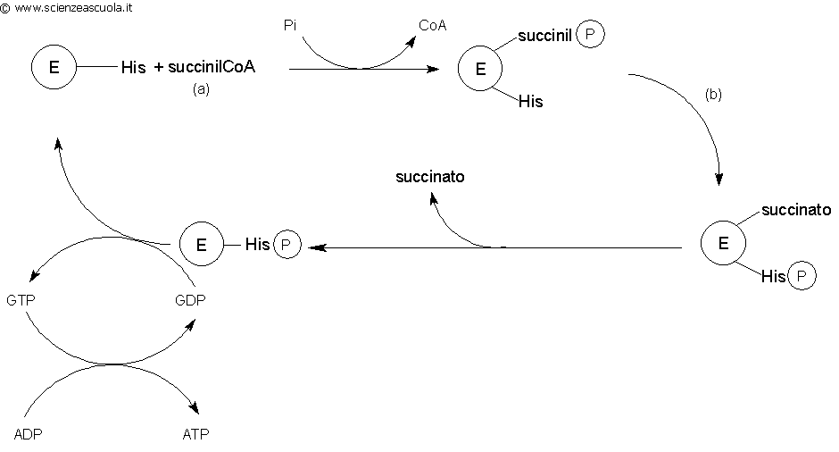 meccanismo d'azione della succinilCoA sintetasi