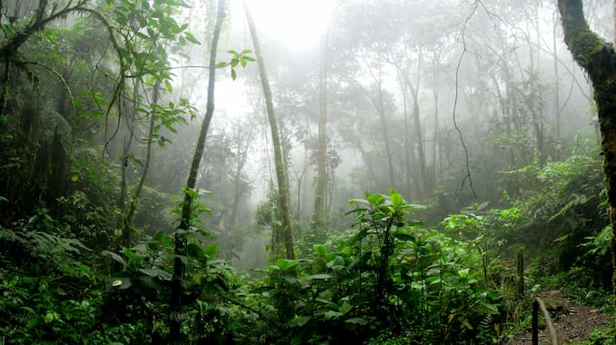 I biomi terrestri: la foresta pluviale